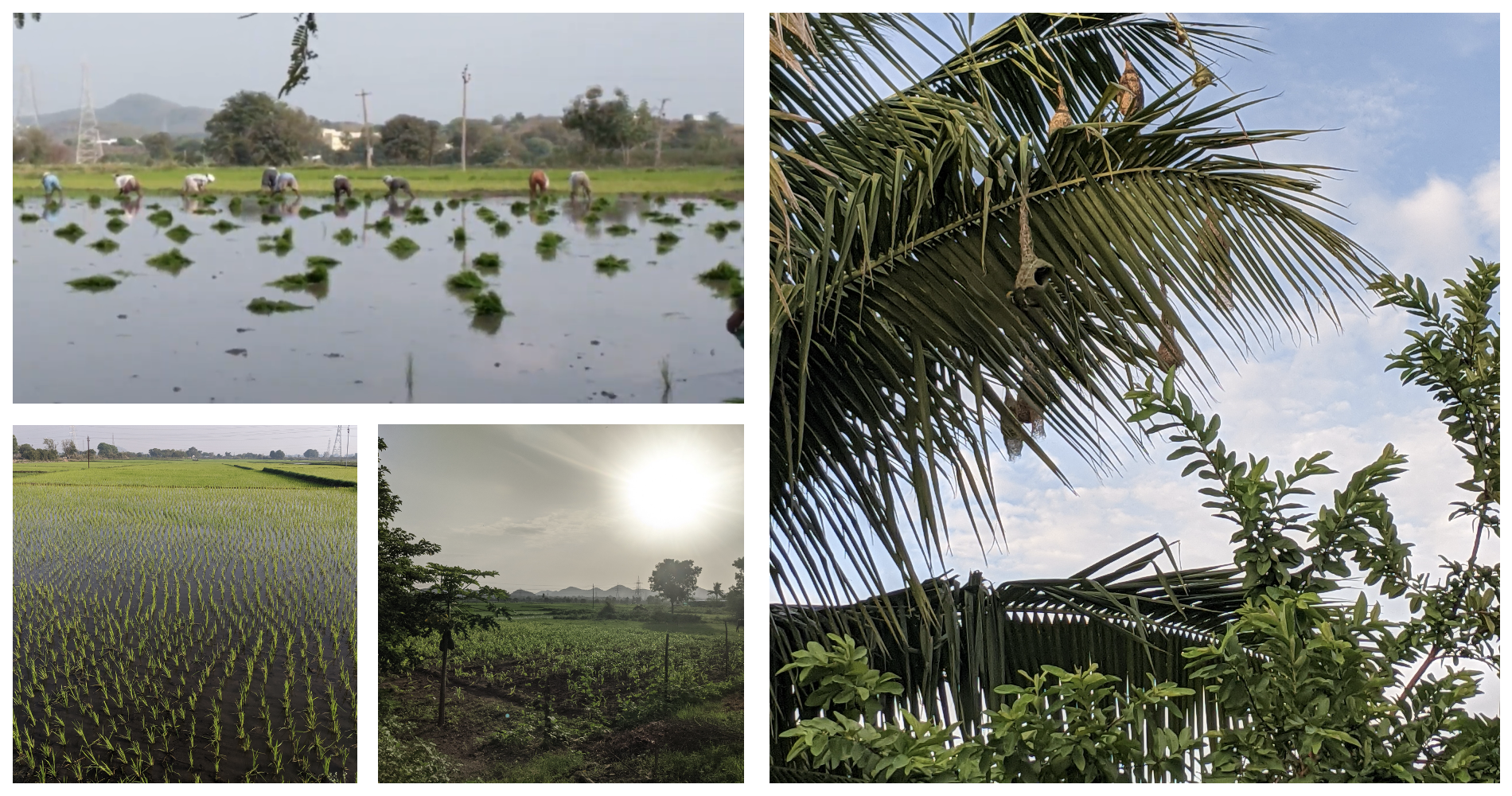 Farm fields in Ramannapet